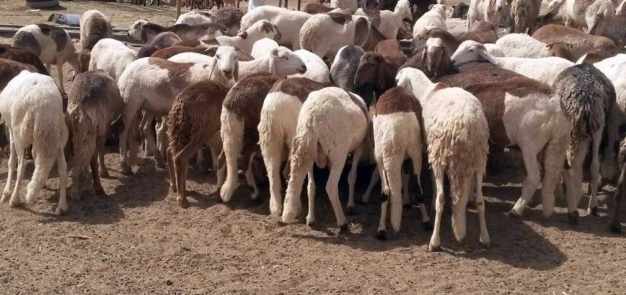 ماشية سودانية